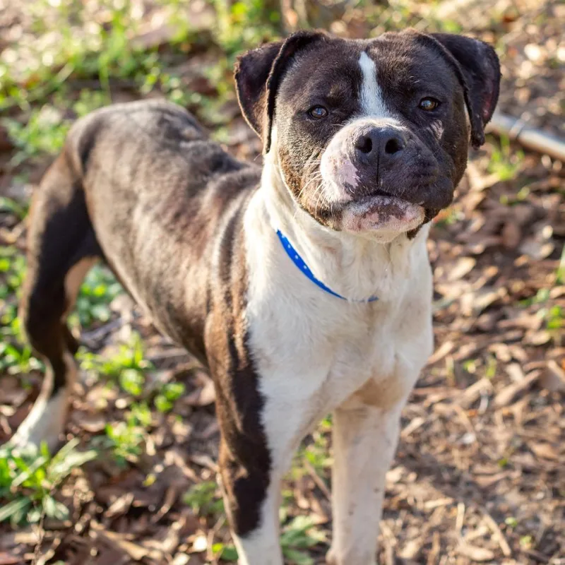 Sir Soybean thumbnail 2