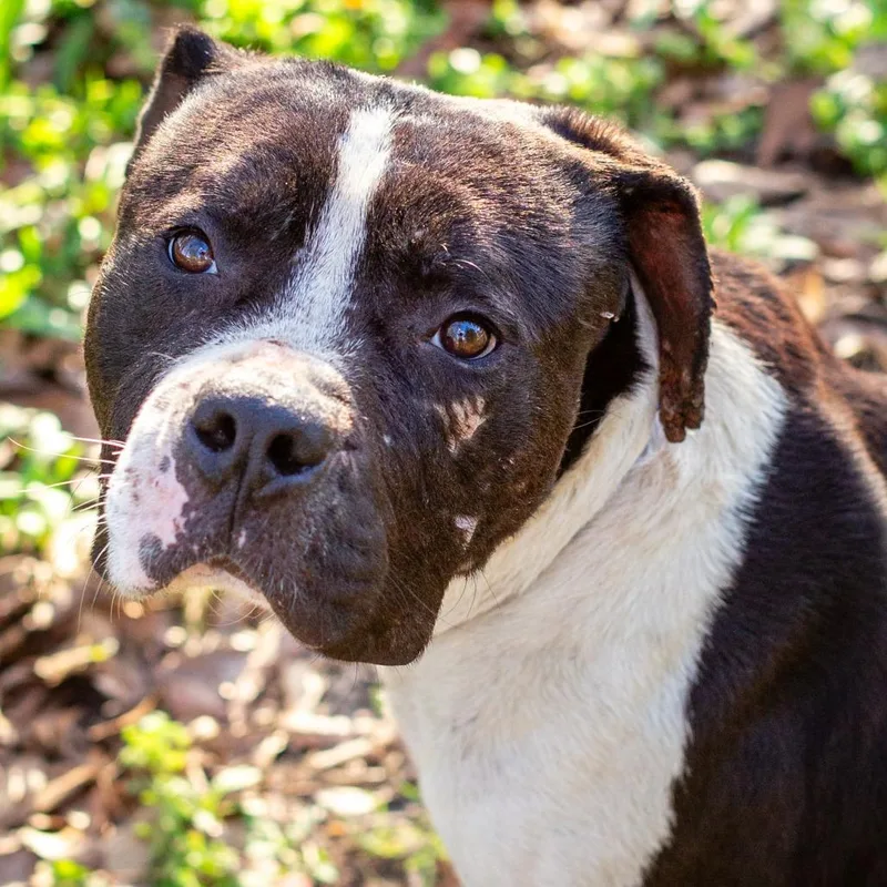 Sir Soybean thumbnail 3