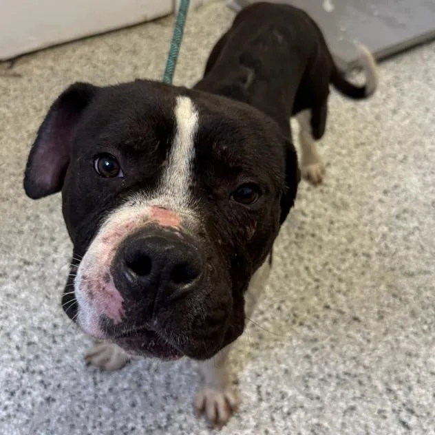 Sir Soybean thumbnail 4