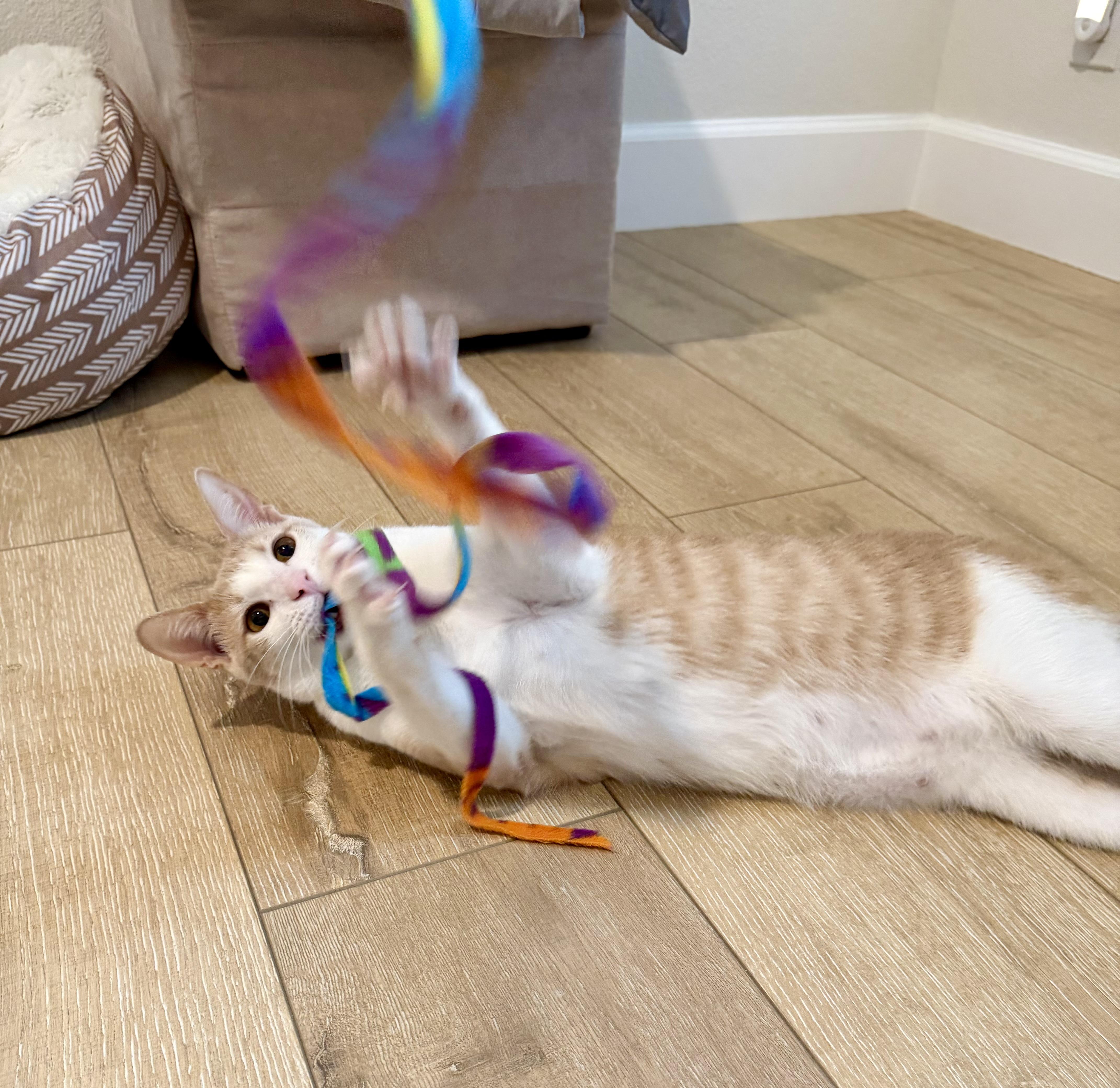 Theo & Meowgarita thumbnail 2