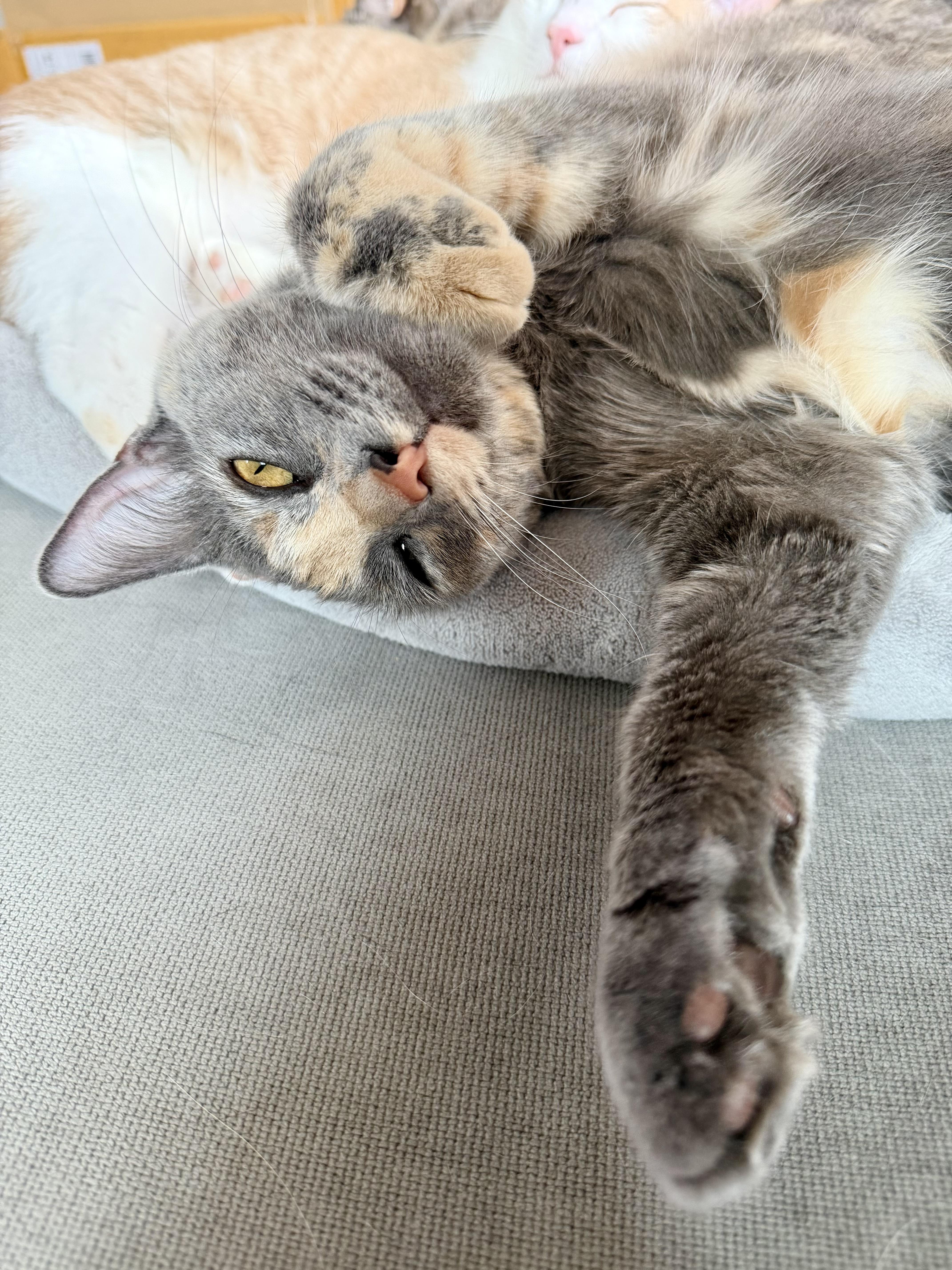 Theo & Meowgarita thumbnail 3