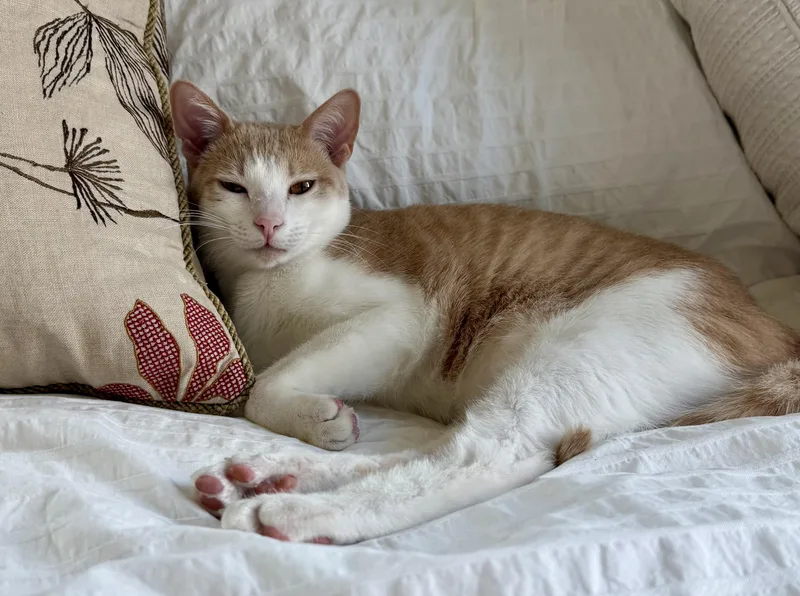 Theo & Meowgarita thumbnail 4