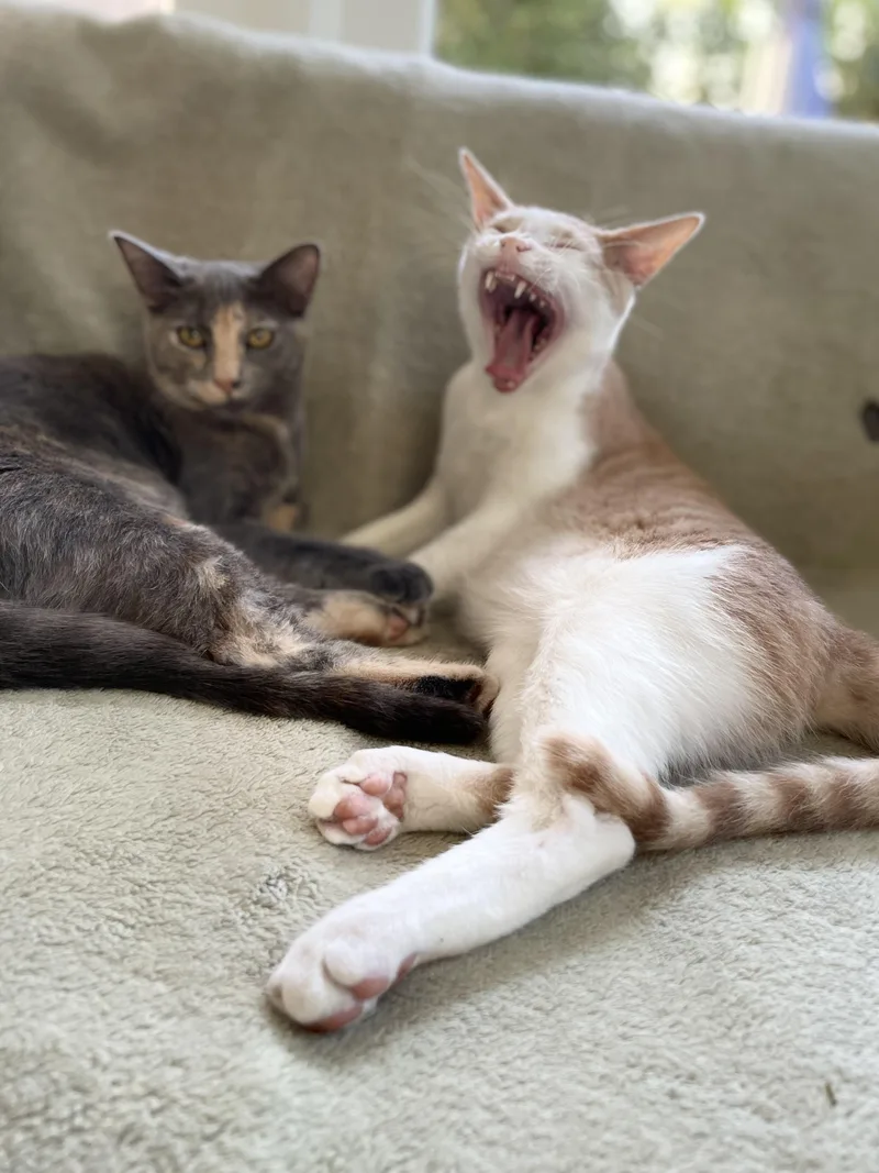 Theo & Meowgarita thumbnail 5