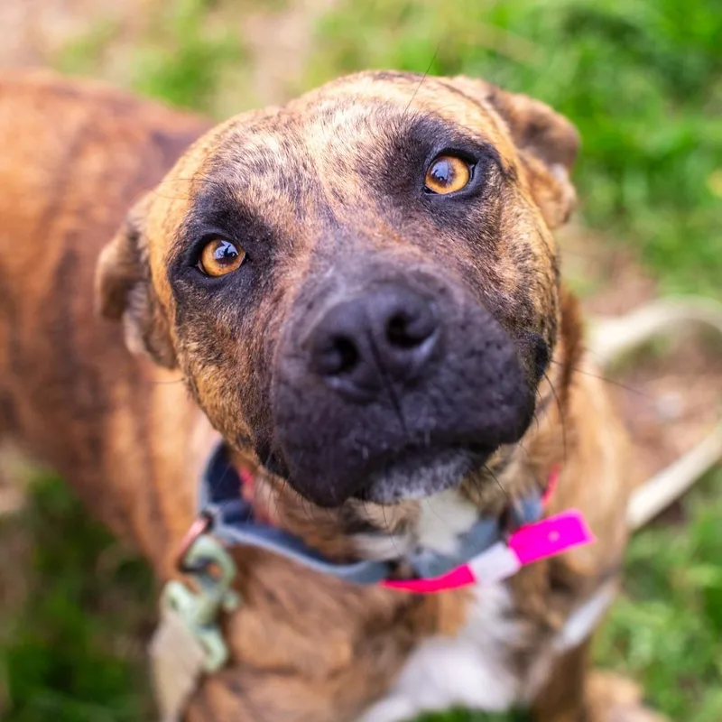 Coraline thumbnail 2