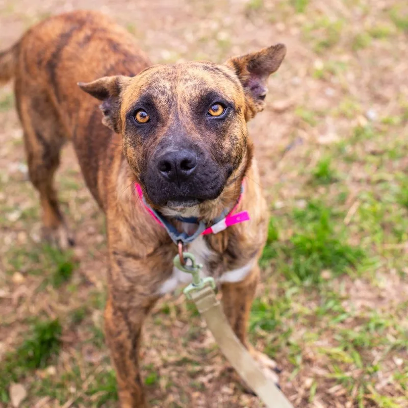 Coraline thumbnail 3