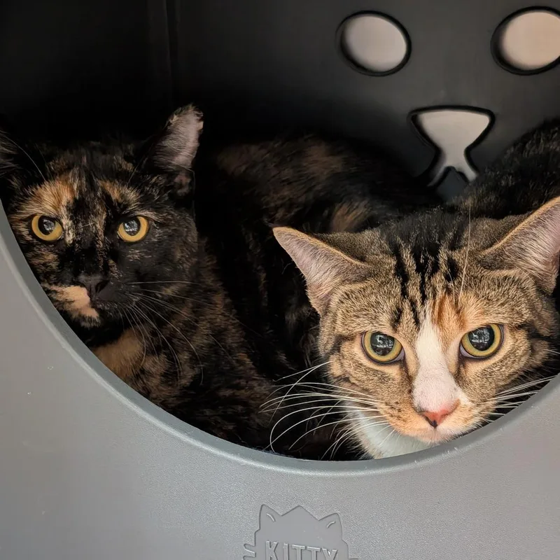 Mushroom thumbnail 3