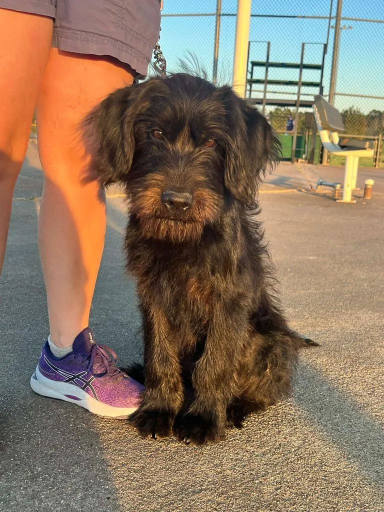 A young medium-sized male Black Labrador Retriever dog named Rebel for adoption in Tyler, TX
