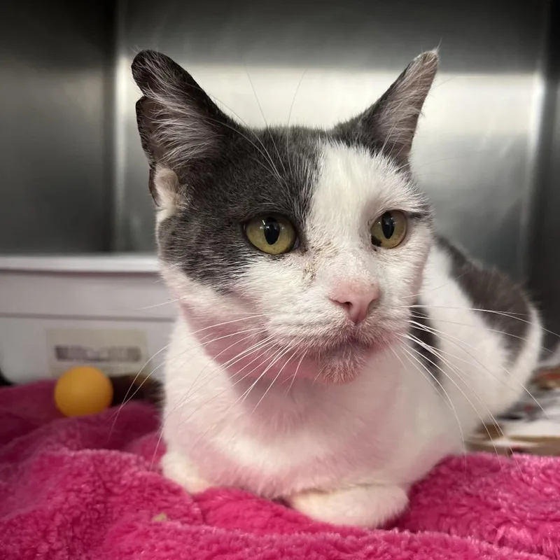 Rosalita thumbnail 2