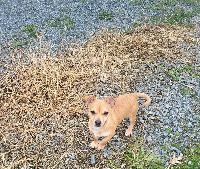 Sir Lancelot thumbnail 2