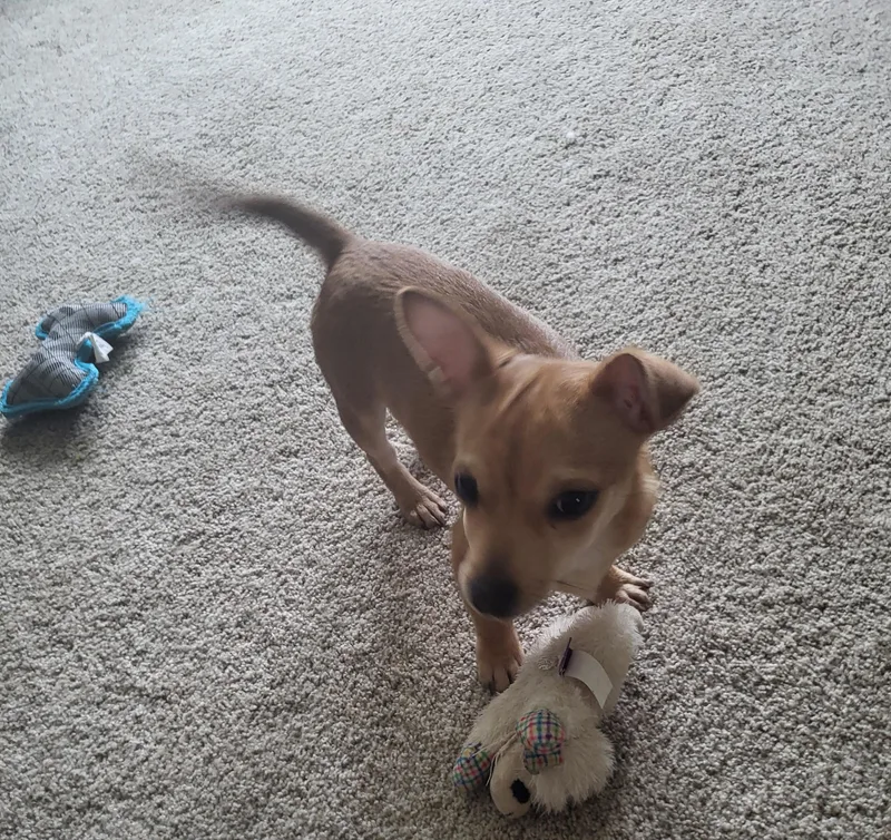 Sir Lancelot thumbnail 3