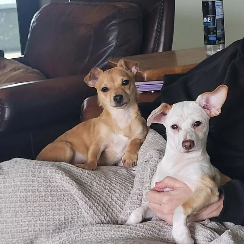 Sir Lancelot thumbnail 4