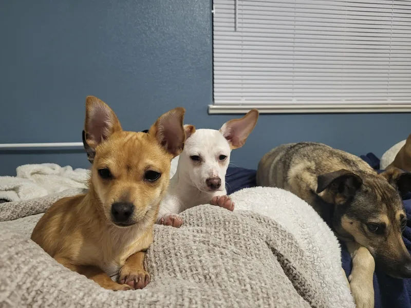 Sir Lancelot thumbnail 5