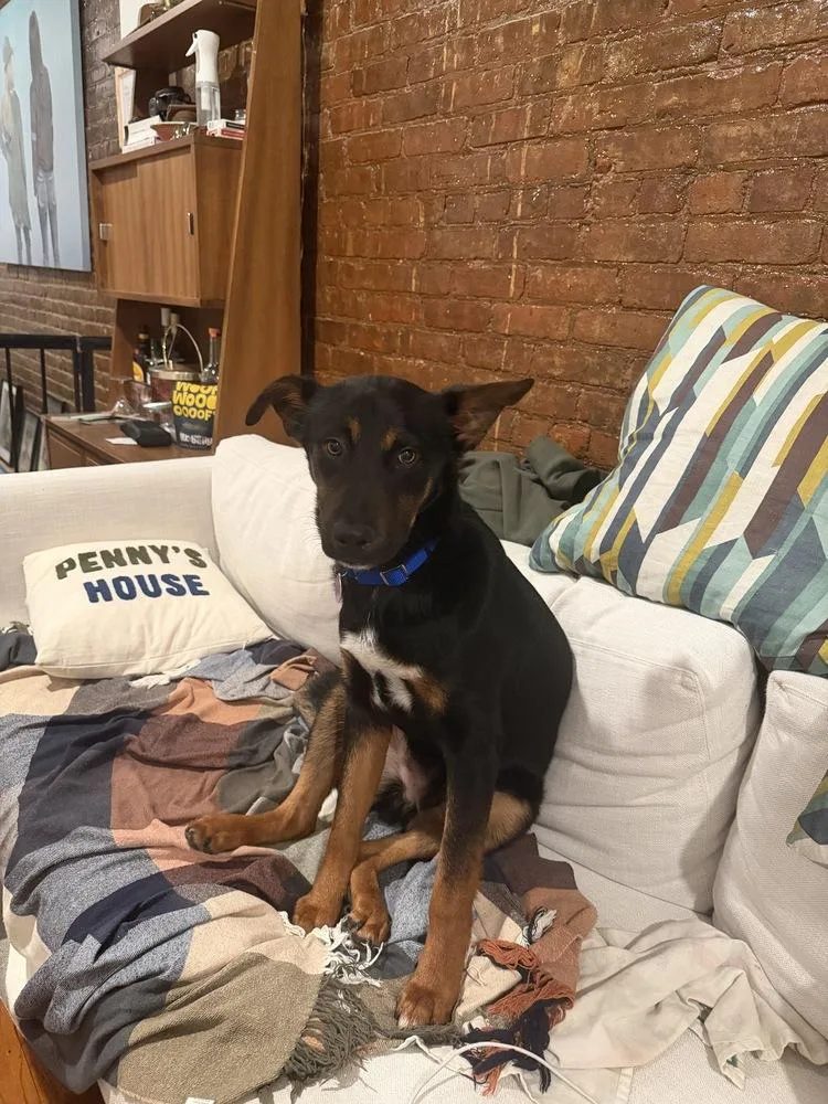 Cornelius thumbnail 3