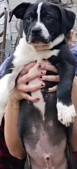 Halfstache thumbnail 2