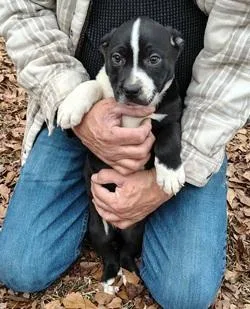 Halfstache thumbnail 3