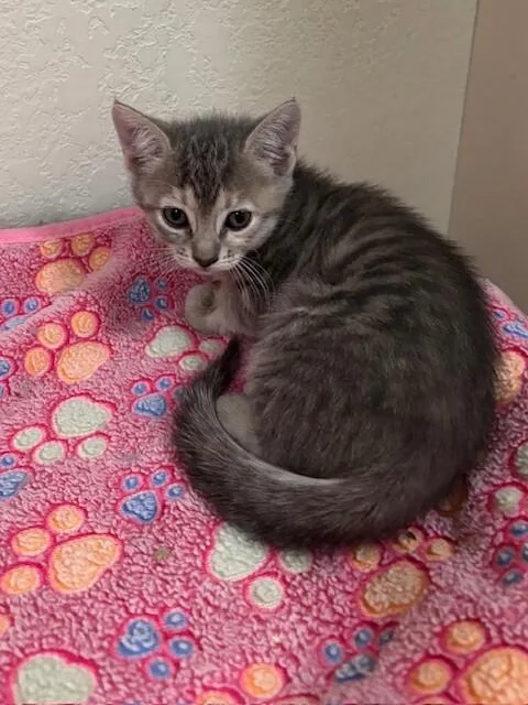 A young medium-sized female Gray / Blue / Silver Domestic Short Hair cat named Noodles for adoption in Fort Collins, CO