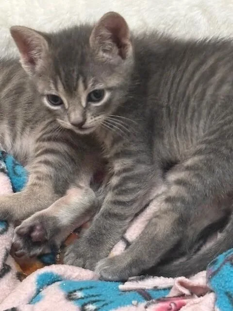 Noodles thumbnail 2