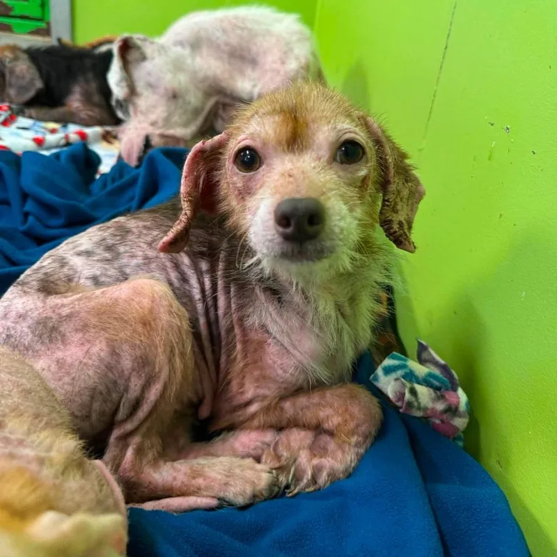 An adult small-sized female Mixed Breed dog named Womp for adoption in Jackson, MO