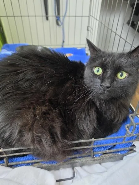 An adult medium-sized female Domestic Long Hair cat named Jackie for adoption in Cleveland, TN