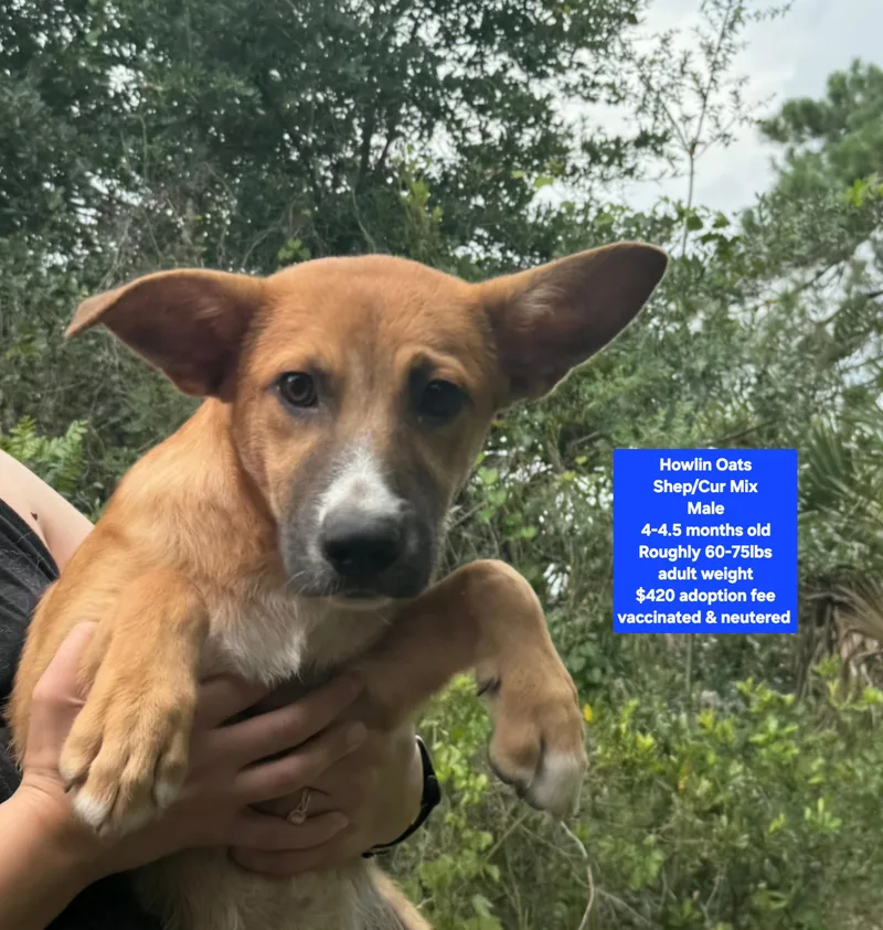 A baby large-sized male Shepherd dog named Howling Oats for adoption in Oviedo, FL