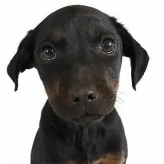 A baby medium-sized female Black Mixed Breed dog named Cristina Yang for adoption in Fredericksburg, VA