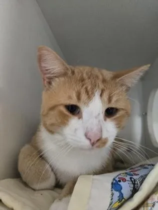 An adult small-sized male Domestic Short Hair cat named Peter for adoption in Savannah, GA