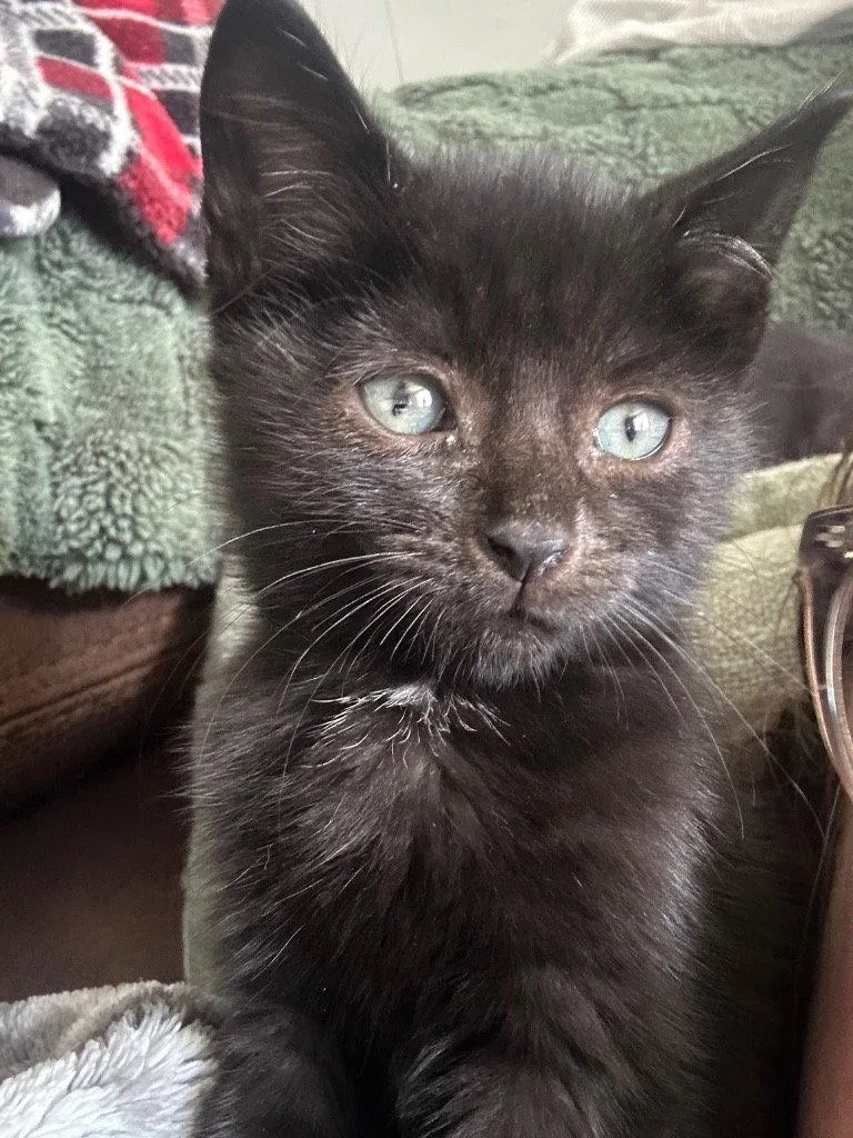 A baby medium-sized female Black Domestic Short Hair cat named Stevie for adoption in Cromwell, KY