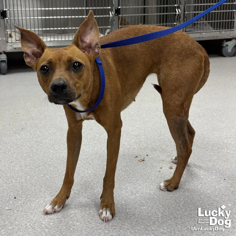 A young small-sized female Terrier dog named Bridget for adoption in Washington, DC