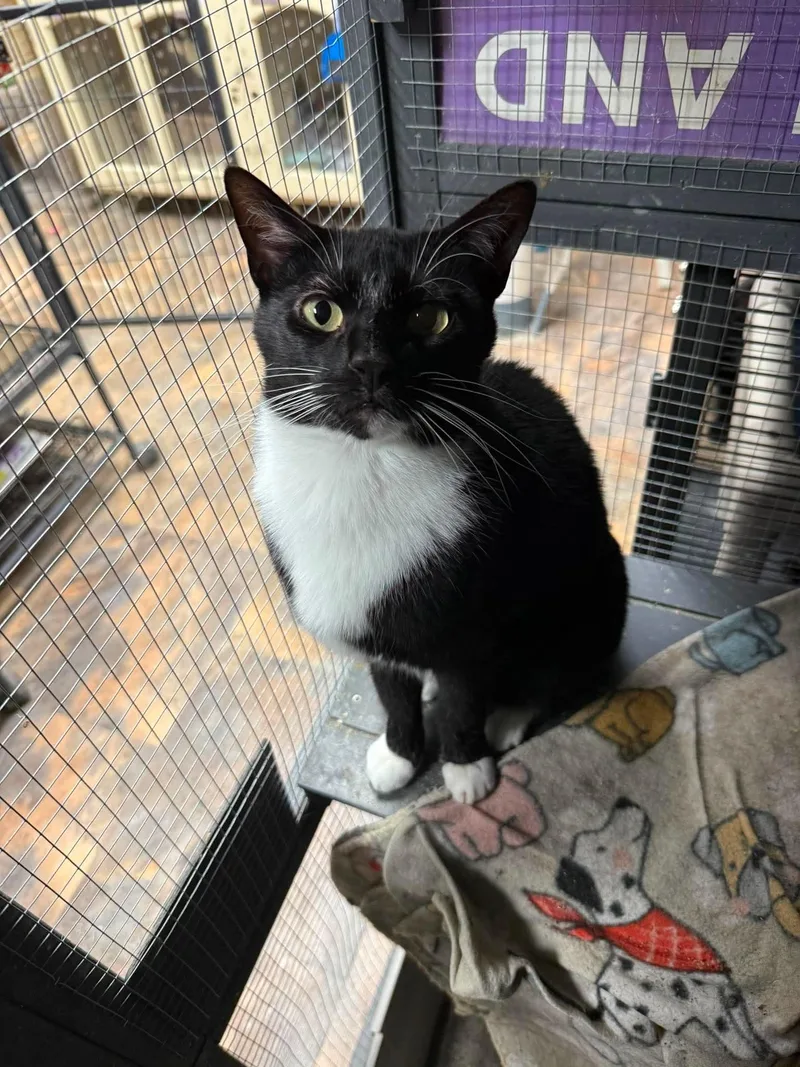 An adult large-sized male Black & White / Tuxedo Domestic Short Hair cat named Tux for adoption in St. Ann, MO