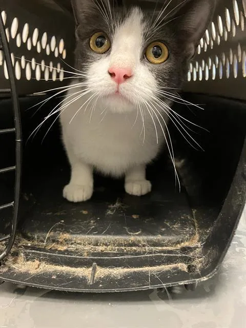 A young medium-sized female Domestic Short Hair cat named Lily for adoption in Dallas, TX