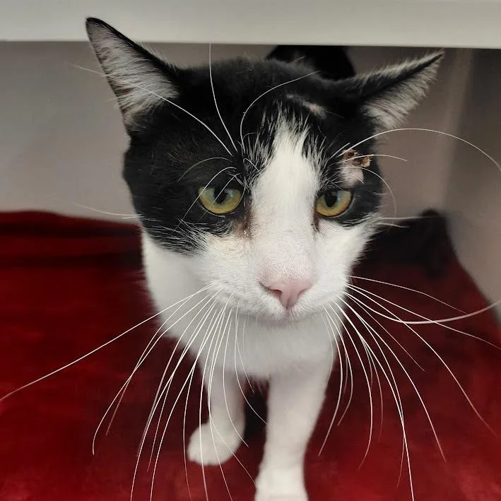 An adult large-sized male Domestic Short Hair cat named Winston for adoption in Grantsville, UT
