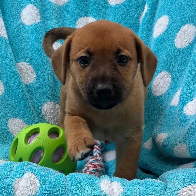 A baby large-sized female Shepherd dog named Prada Pup Gisele for adoption in San Diego, CA