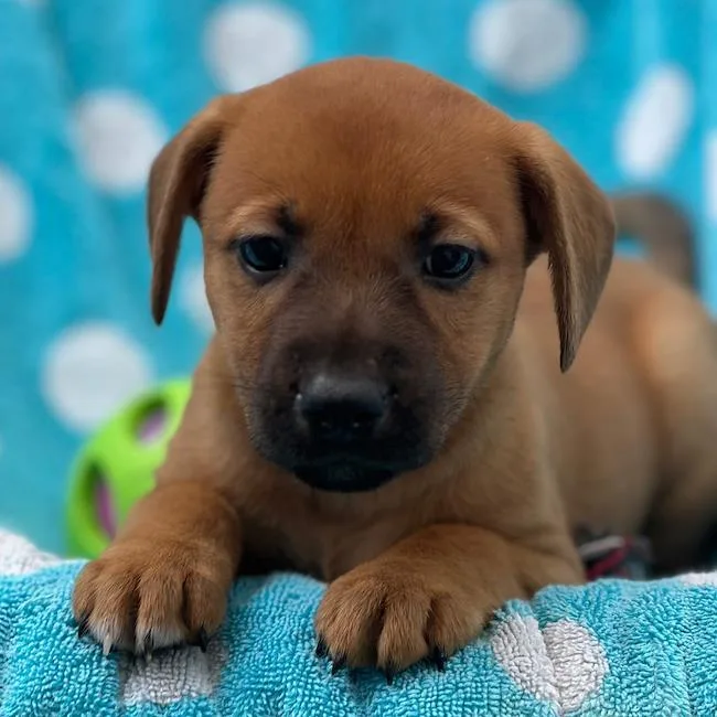 Prada Pup  Gisele thumbnail 2