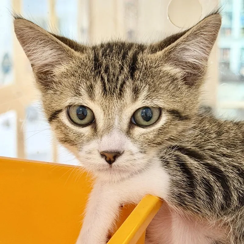 A baby small-sized male Domestic Short Hair cat named Keenan Wynn for adoption in Los Angeles, CA