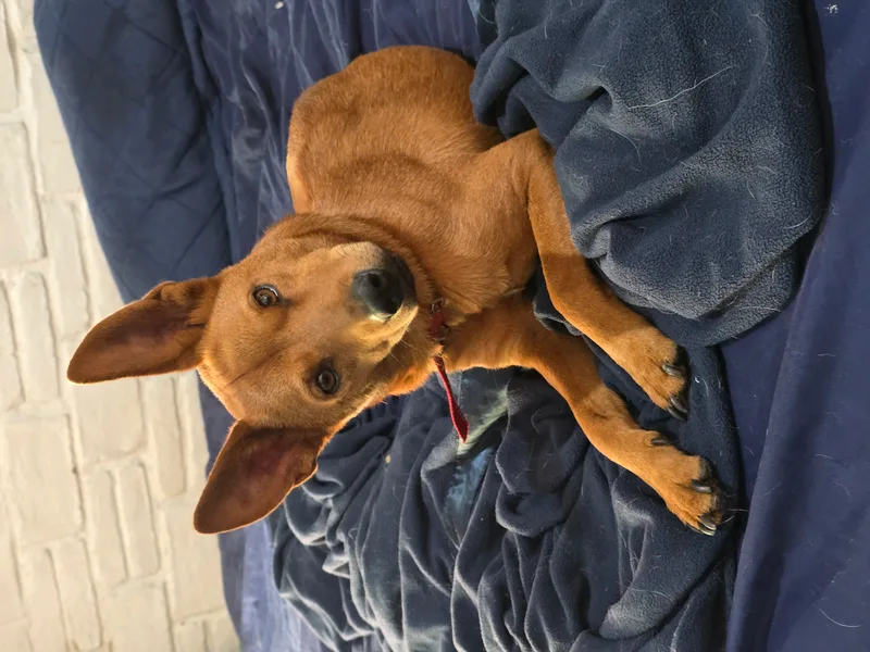 Golden Boy thumbnail 2