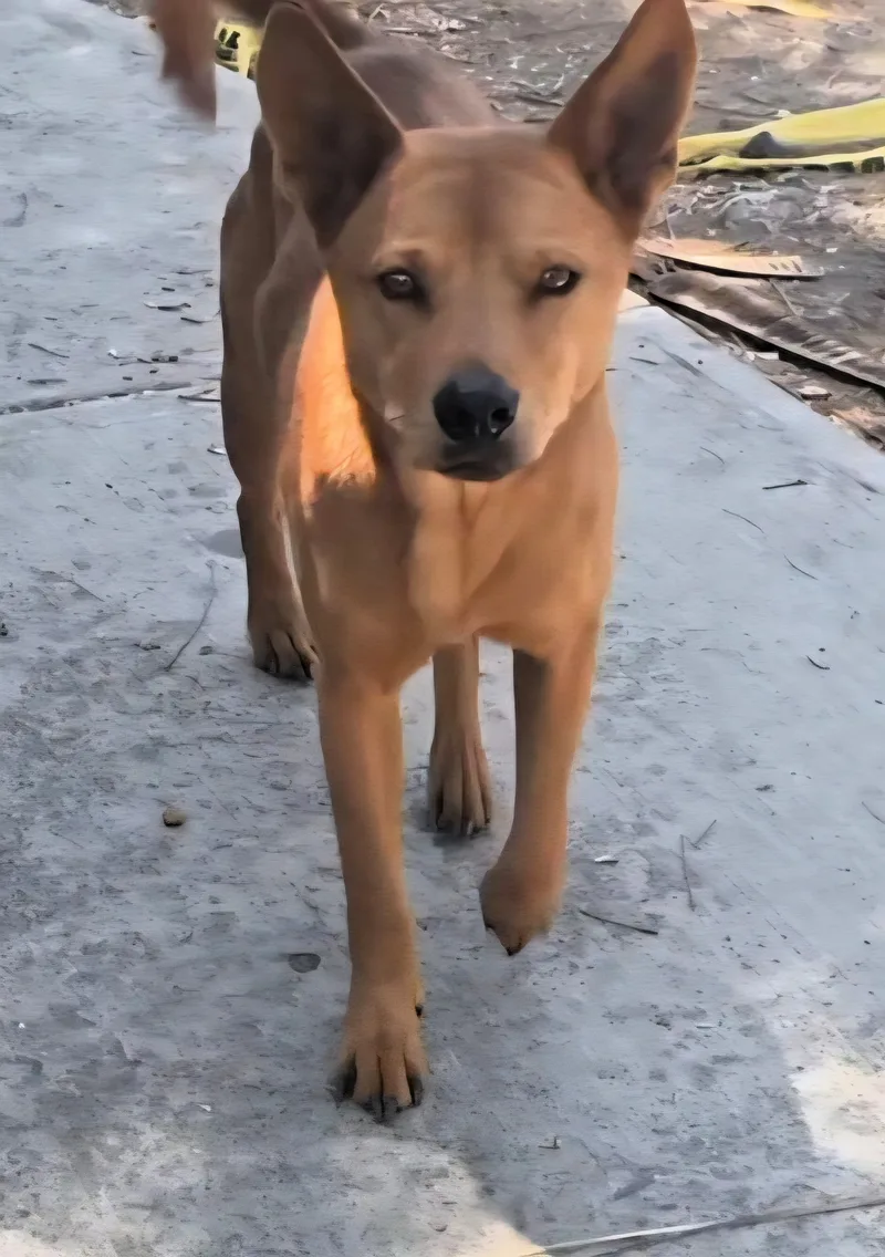 Golden Boy thumbnail 3