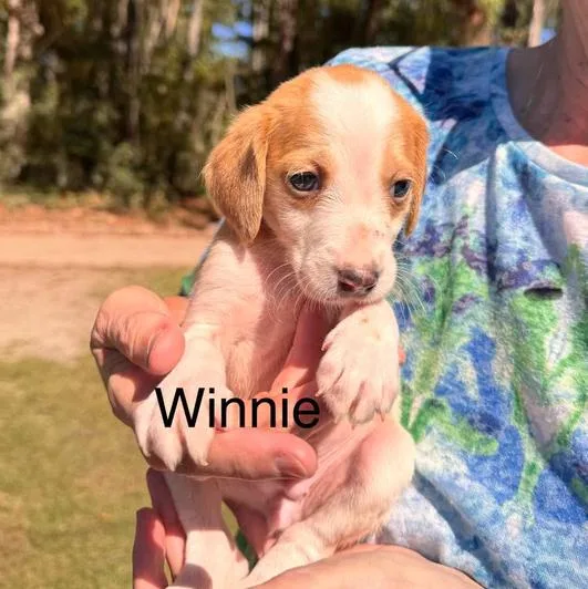 A baby medium-sized female White / Cream Hound dog named Winnie for adoption in Eutawville, SC