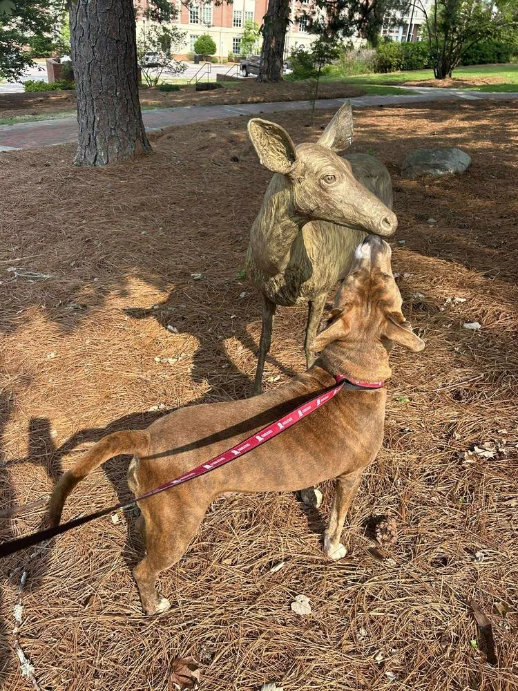 Gingersnap thumbnail 3