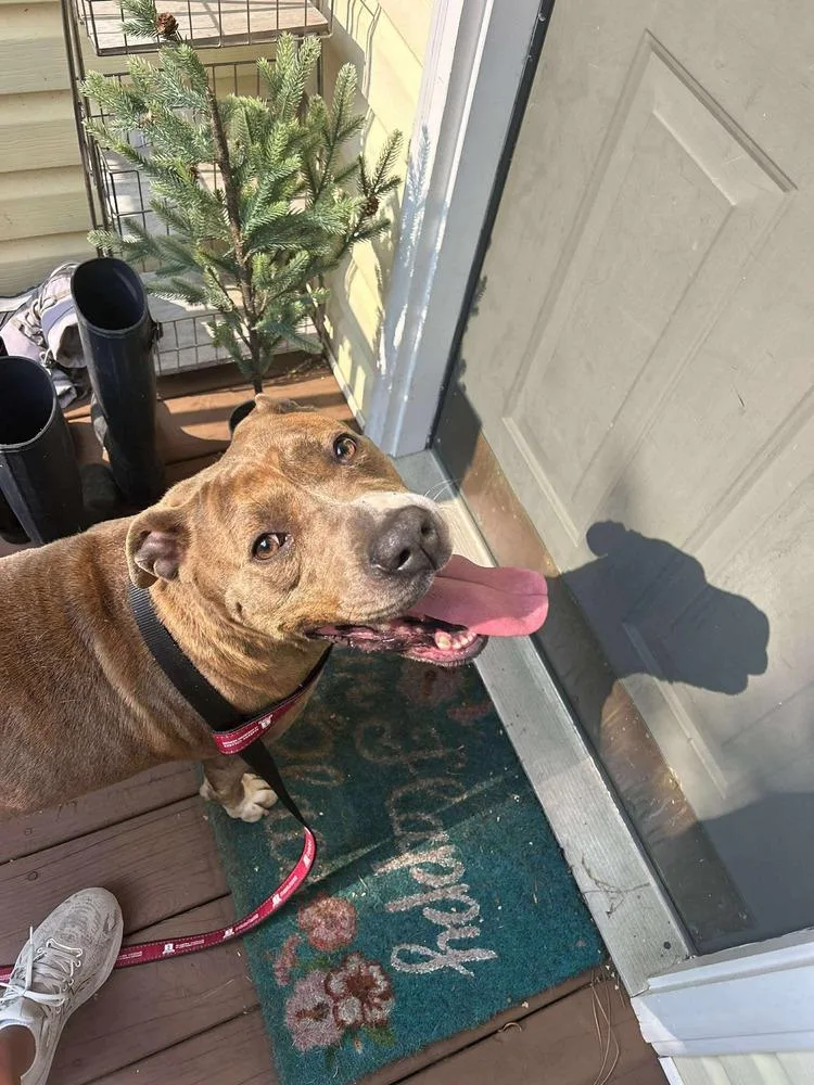 Gingersnap thumbnail 4