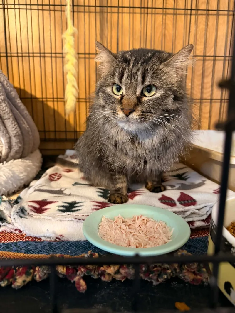 Felicity thumbnail 2