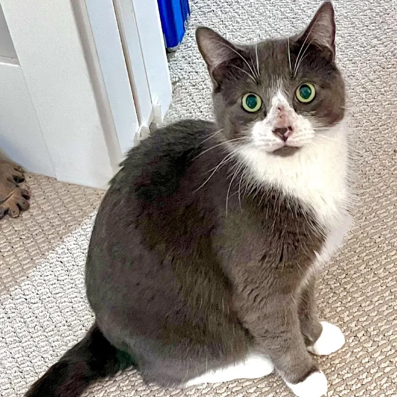 An adult large-sized male Gray / Blue / Silver Domestic Short Hair cat named Geordi for adoption in Traverse City, MI