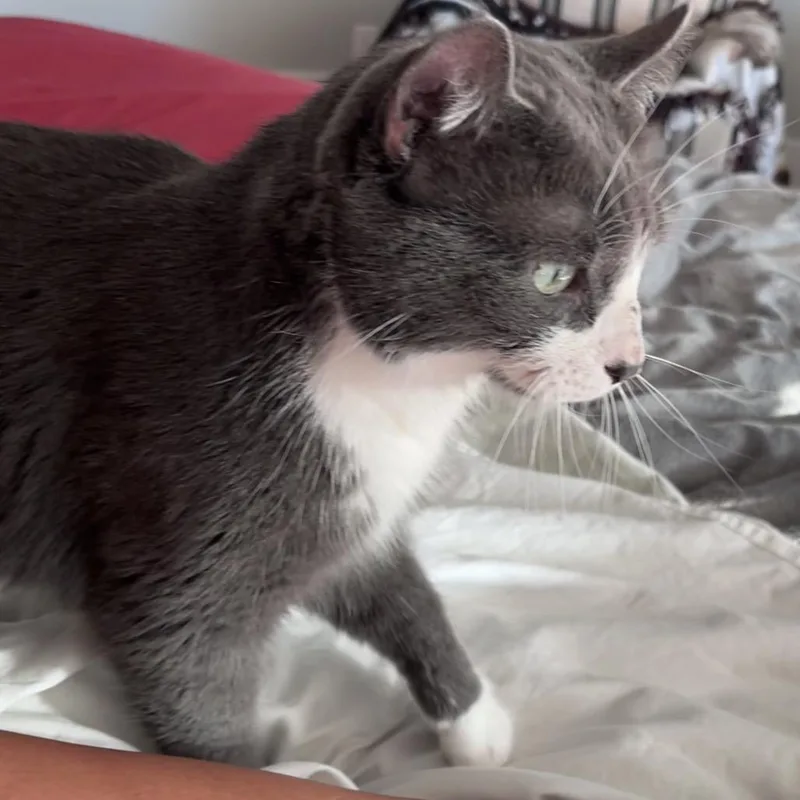 Geordi thumbnail 2
