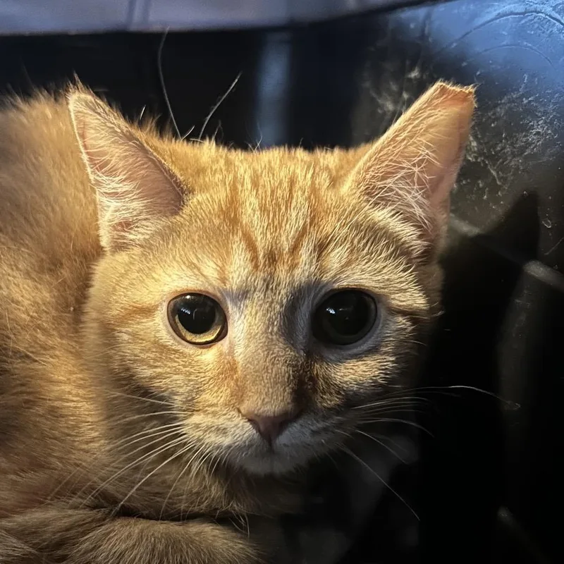 A baby small-sized female Orange / Red Domestic Short Hair cat named Lucky for adoption in Irwin, PA