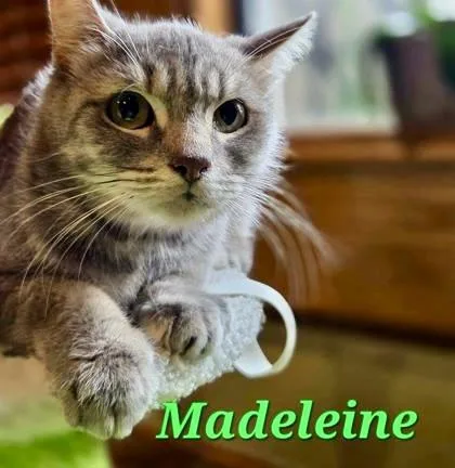 An adult small-sized female Domestic Short Hair cat named Madeline for adoption in Fort Worth, TX