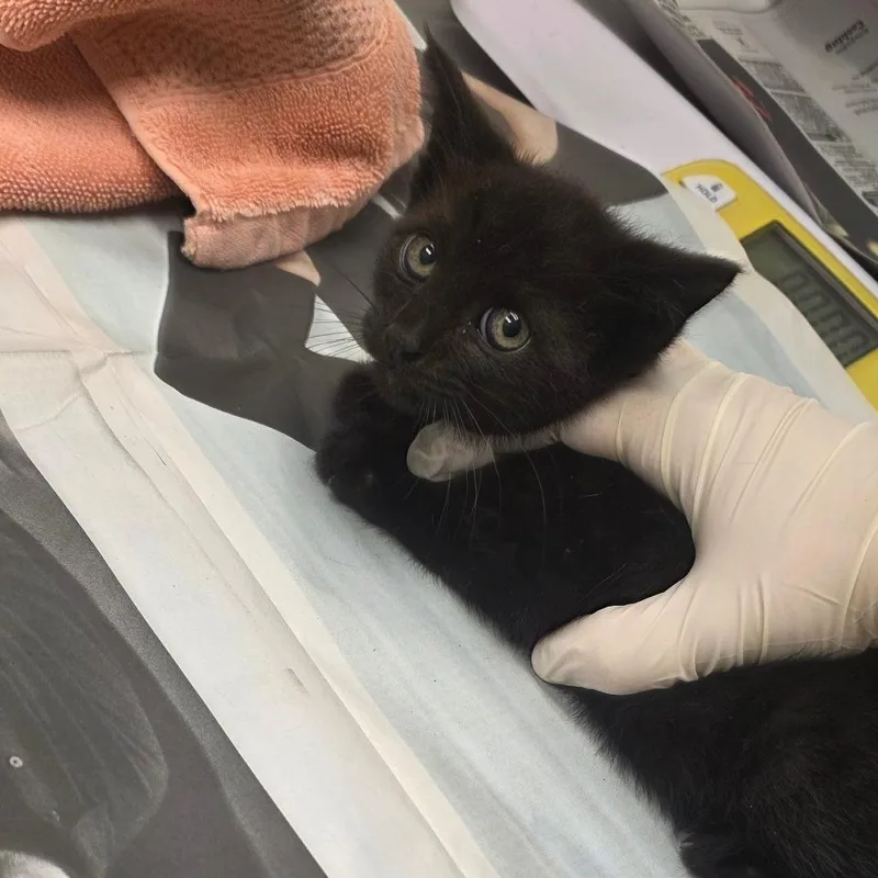 A baby small-sized male Black Domestic Short Hair cat named Pipsqueak for adoption in Jacksonville, FL