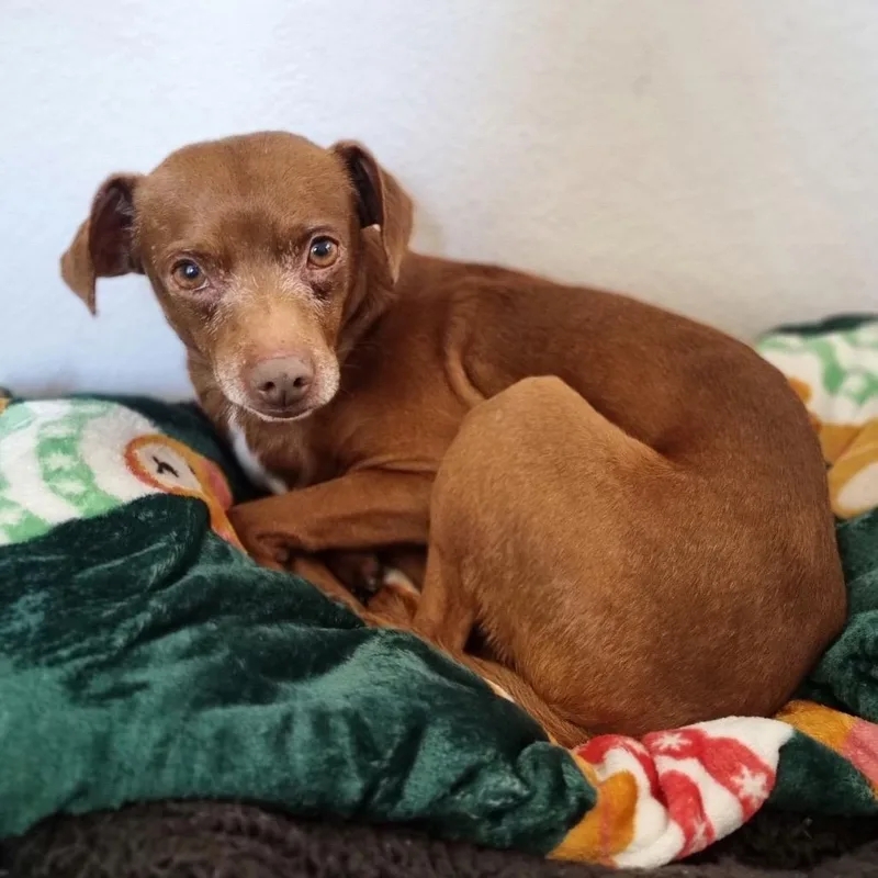 Benito "bad Bunny" thumbnail 3