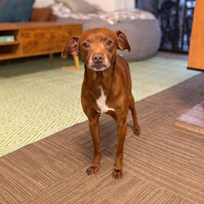 Benito "bad Bunny" thumbnail 4