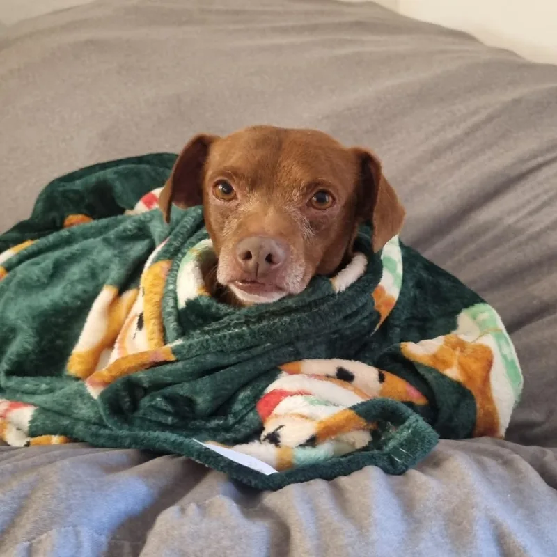 Benito "bad Bunny" thumbnail 5