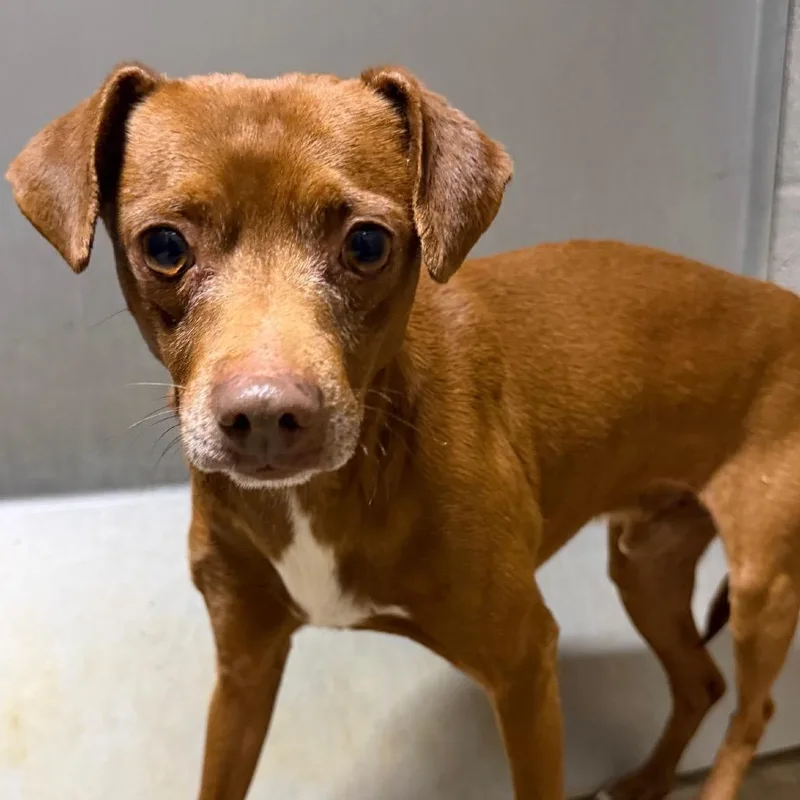 Benito "bad Bunny" thumbnail 6