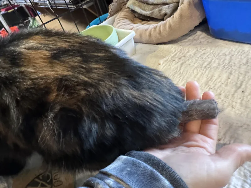 Scarlett thumbnail 2